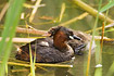 Adult Little Grebe with downy young in background