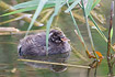 Downy young of Little Grebe