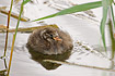 Downy young of Little Grebe