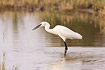 Little Egret with wriggling fish in bill
