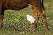 Cattle Egret standing next to cow