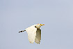 Photo ofCattle Egret (Bubulcus ibis). Photographer: 