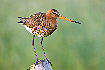 Photo ofBlack-tailed Godwit (Limosa limosa). Photographer: 