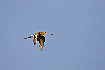 Black-tailed Godwit flying