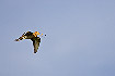 Black-tailed Godwit flying
