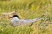 Arctic Tern incubating