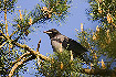 Young Hooded Crow