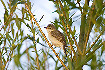 Photo ofMarsh Warbler (Acrocephalus palustris). Photographer: 