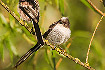 Long-tailed Tit newly fledged
