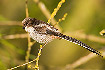 Photo ofLong-tailed Tit (Aegithalos caudatus). Photographer: 
