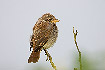 Red-backed Shrike newly fledged young