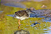 Redshank downy young
