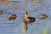 Female Tufted Duck with downy young