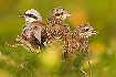 Red-backed Shrike male with two juveniles