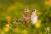 To juvenile Red-backed Shrike looking for their father