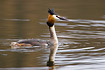 Great Crested Grebe in breeding plumage