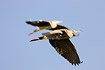 Grey Herons flying