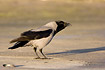 Photo ofHooded Crow (Corvus cornix). Photographer: 