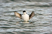 Little Auk flapping wings