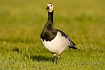 Photo ofBarnacle Goose (Branta leucopsis). Photographer: 