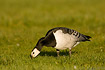 Photo ofBarnacle Goose (Branta leucopsis). Photographer: 