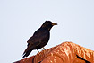 Carrion Crow on roof