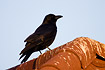 Carrion Crow on roof