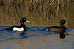 Male and female Tufted Duck