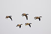 Dark-bellied Brent Geese flying