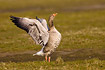 Greylag Goose flapping its wings