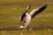 Greylag Goose flapping its wings