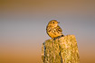 Meadow Pipit on fence post in morning light