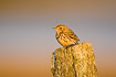 Meadow Pipit on fence post in morning light