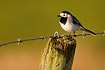 White Wagtail on fence post with barbed wire