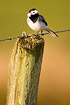 White Wagtail on fence post with barbed wire