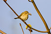 Chiffchaff with nesting material