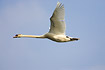 Mute Swan flying