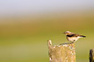 Northern Wheatear on fence post