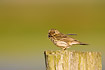 Meadow Pipit with food for nestlings