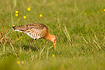 Black-tailed Godwit searching for food