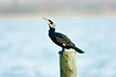Cormorant in breeding plumage