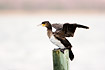 Juvenile Cormorant raising wings