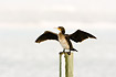Cormorant stretching wings