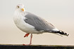Adult Herring Gull standing on one leg