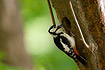 Great Spotted Woodpecker at nesthole