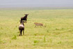 Cheetah strolling across the savannah, closely monitored by two Wildebeest