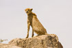 Cheetah sitting on cliff