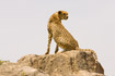Cheetah sitting on cliff