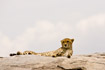 Cheetah lying on cliff