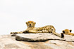 Male cheetah lying on cliff